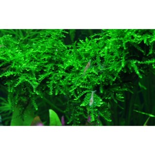Vesicularia ferriei Weeping Moss 1-2-GROW