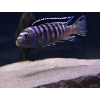 Pseudotropheus ornatus