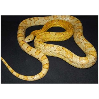 Sarpe de Porumb Amber