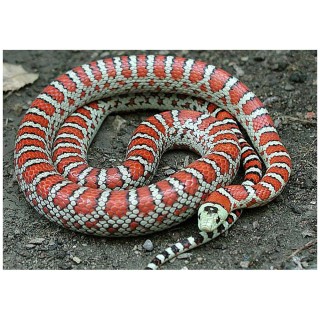 Sarpele Regal Chihuahua de munte