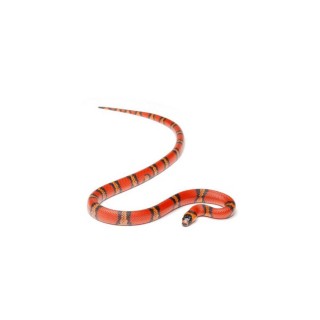 Sarpele de Lapte Honduras