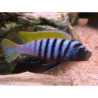 Cynotilapia afra yellow