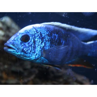 Haplochromis fryeri