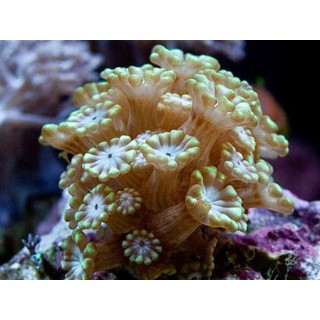 Coral Alveopora sp. frag