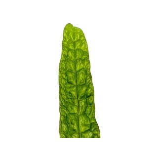Planta acvariu Microsorum pteropus Green Gnome Stoffels