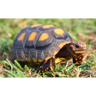 Broasca Testoasa Geochelone Carbonaria (Red-footed tortoise)