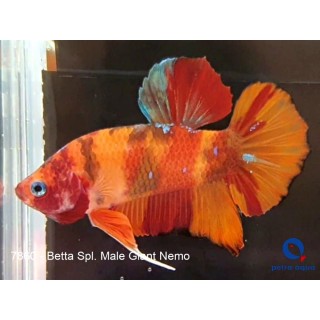 Peste Betta Splendens Giant Nemo femela