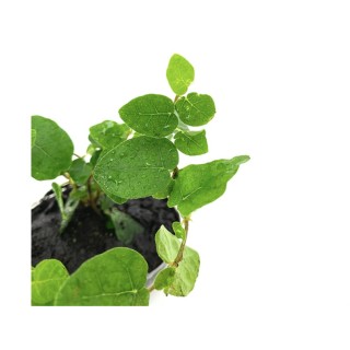 Planta cataratoare WIO Fig "Ficus pumila repens"