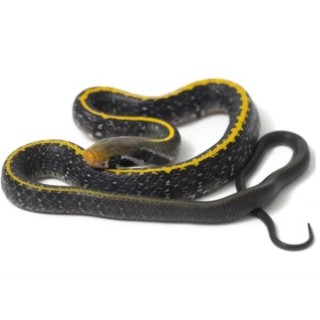 Sarpe Elaphe flavolineatus (Black Copper Rat Snake)