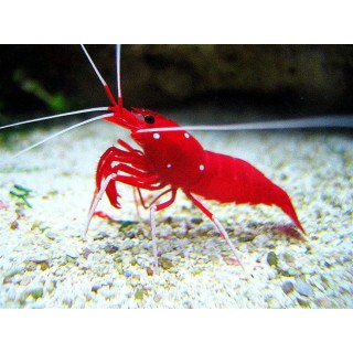 Crevete marin Lysmata Debelius (Fire Shrimp)- L/XL