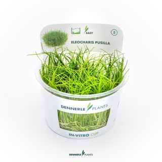 Planta acvariu Dennerle Eleocharis pusilla In-Vitro