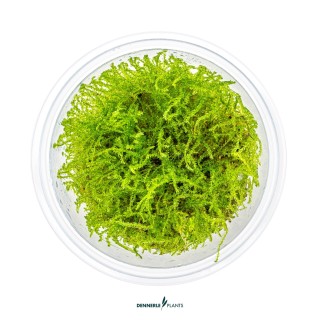 Planta acvariu Dennerle Taxiphyllum barbieri In-Vitro