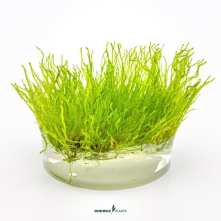 Muschi acvariu Dennerle Taxiphyllum sp. 'Flame Moss' In-Vitro
