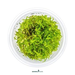 Muschi acvariu Dennerle Vesicularia montagnei 'Christmas Moss' In-Vitro