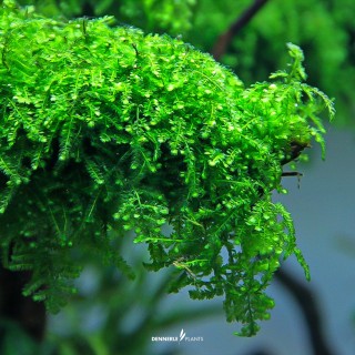 Muschi acvariu Dennerle Vesicularia ferriei 'Weeping Moss' In-Vitro