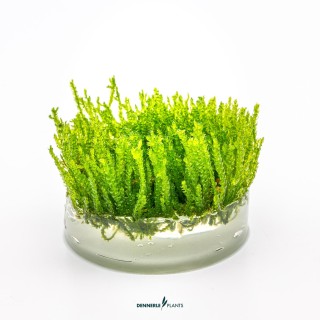 Muschi acvariu Dennerle Vesicularia ferriei 'Weeping Moss' In-Vitro