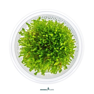 Muschi acvariu Dennerle Vesicularia ferriei 'Weeping Moss' In-Vitro