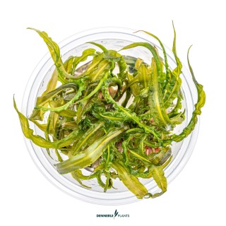 Planta acvariu Dennerle Cryptocoryne crispatula In-Vitro