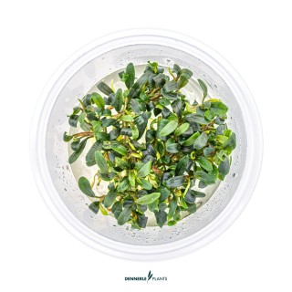 Planta acvariu Dennerle Bucephalandra spec Mini Needle Leaf In-Vitro