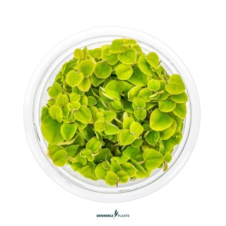 Planta acvariu plutitoare Dennerle Phyllanthus Fluitans In-Vitro