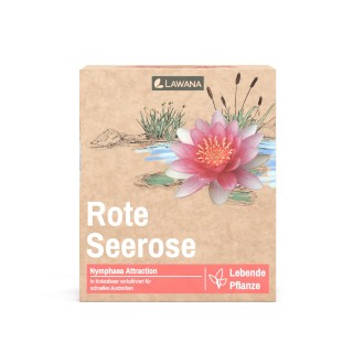 Planta iaz Lawana Nymphaea lotus Natura Coco Attraction