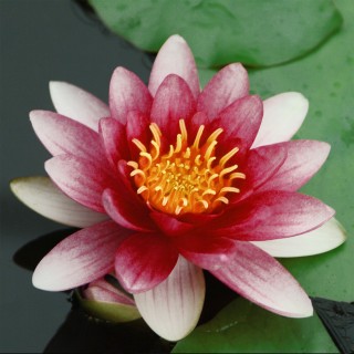 Planta iaz Lawana Nymphaea lotus Natura Coco Attraction