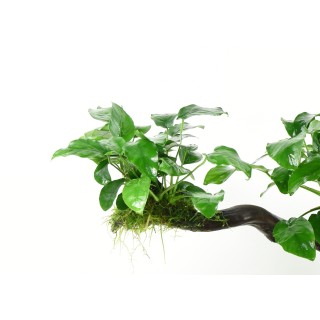 Planta acvariu Dennerle Anubias Barteri var. Nana