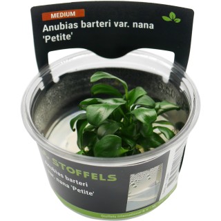 Planta acvariu Stoffels Anubias barteri 'Petite' In-Vitro