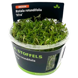 Planta acvariu Rotala Rotundifolia H-ra in vitro cup Stoffels