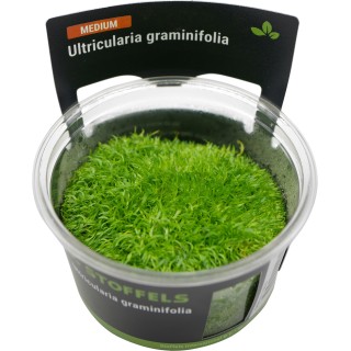 Planta acvariu Stoffels Utricularia Graminifolia In-Vitro