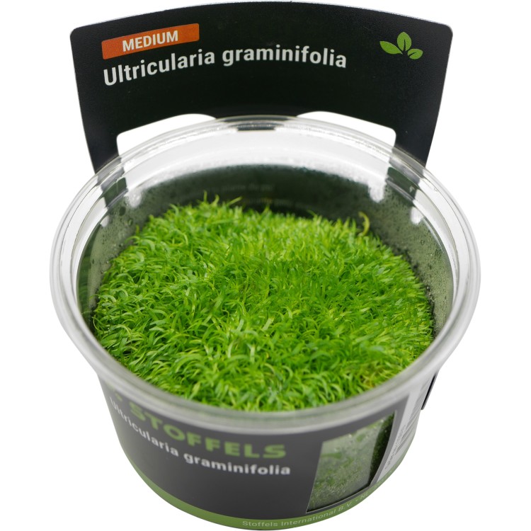 Planta acvariu Utricularia Graminifolia in vitro Stoffels