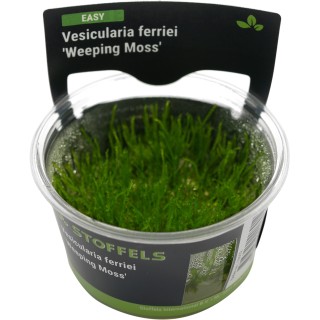 Planta acvariu Vesicularia ferriei Weeping in vitro Stoffels
