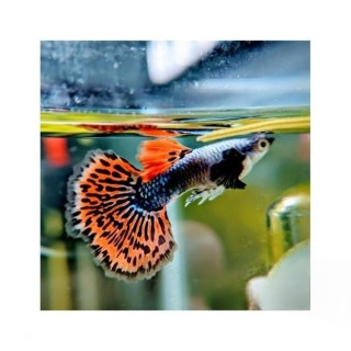 Poecilia ret. cobra multicolor elephant ears Mascul