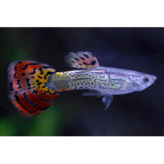 Poecilia ret. cobra multicolor elephant ears Mascul