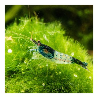 Neocaridina denticulata blue rilli