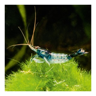 Neocaridina denticulata blue rilli