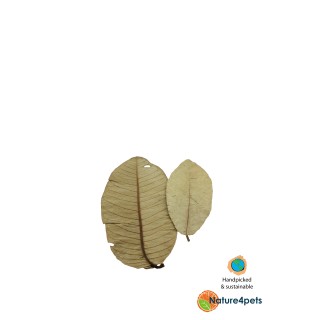 Frunze naturale de Guava pentru acvarii 15buc