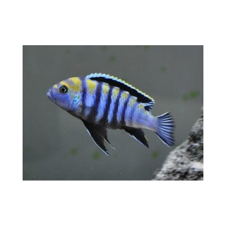 Cynothilapia afra / cobue true