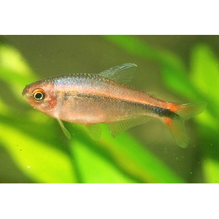 Hyphessobrycon myrmex (Fire Ant Tetra)