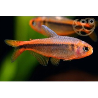 Hyphessobrycon myrmex (Fire Ant Tetra)