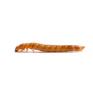 Viermi Mealworms