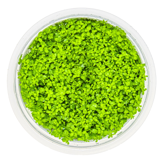 Planta acvariu Micranthemum callitrichoides Cuba In-Vitro Tropica