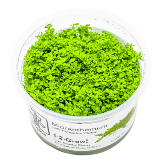 Planta acvariu Micranthemum callitrichoides Cuba In-Vitro Tropica