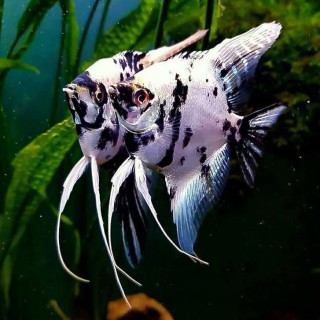 Peste Pterophyllum scalare platinum panda