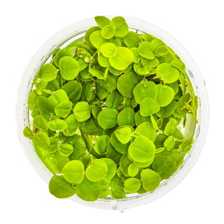 Planta acvariu plutitoare Tropica Phyllanthus Fluitans In-Vitro