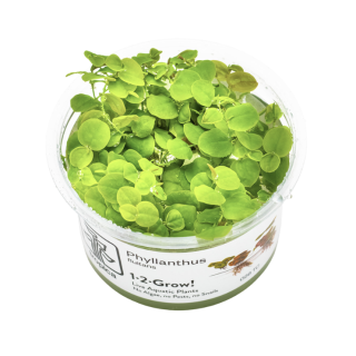 Planta acvariu plutitoare Tropica Phyllanthus Fluitans In-Vitro