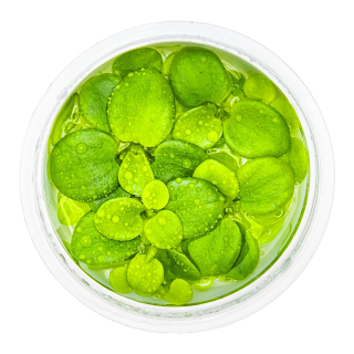 Planta acvariu plutitoare Tropica Limnobium Laevigatum In-Vitro