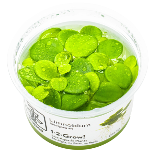 Planta acvariu plutitoare Tropica Limnobium Laevigatum In-Vitro