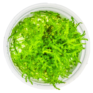 Muschi acvariu Tropica Vesicularia montagnei 'Christmas Moss' In-Vitro