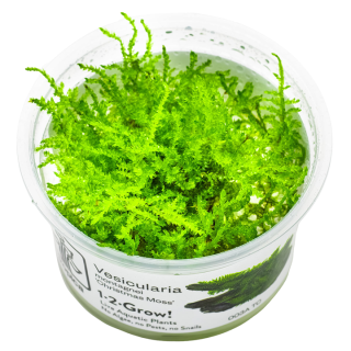 Muschi acvariu Tropica Vesicularia montagnei 'Christmas Moss' In-Vitro